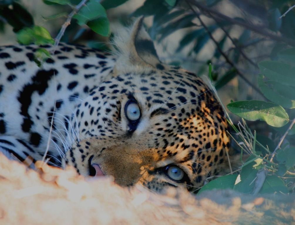 Kambaku Safari Lodge ティムババティ野生保護区 エクステリア 写真