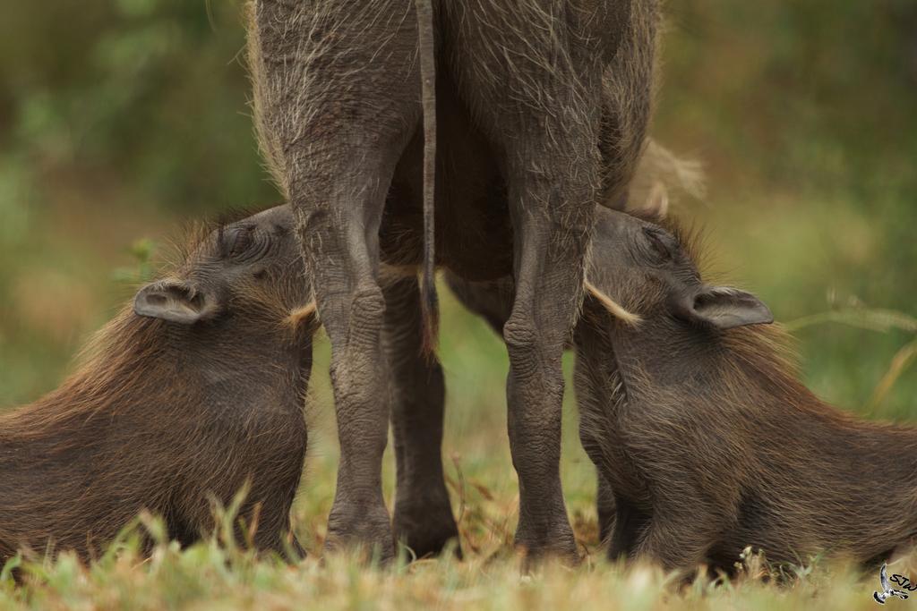 Kambaku Safari Lodge ティムババティ野生保護区 エクステリア 写真